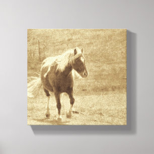 Sepia Pinto Pony Leinwanddruck