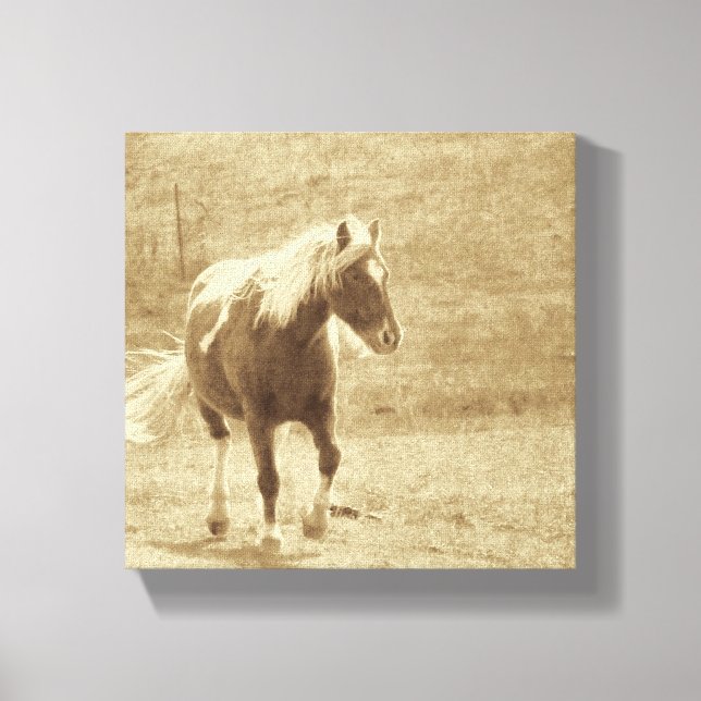 Sepia Pinto Pony Leinwanddruck (Vorderseite)