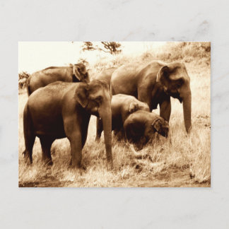 Sepia Postkarte