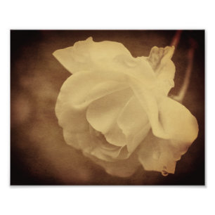 Sepia-Rose mit Raindrops im Alter von 8 x 10 Vinta Fotodruck