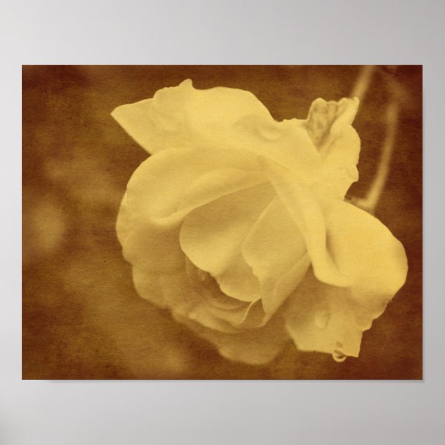 Sepia-Rose mit Raindrops im Vintagen Look Poster (Vorne)