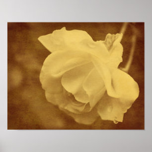Sepia-Rose mit Regentropfen im gealterten Vintage- Poster