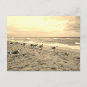 Sepia Seagull Postcard Postkarte