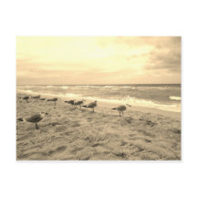 Sepia Seagull Postcard
