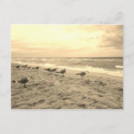 Sepia Seagull Postcard Postkarte