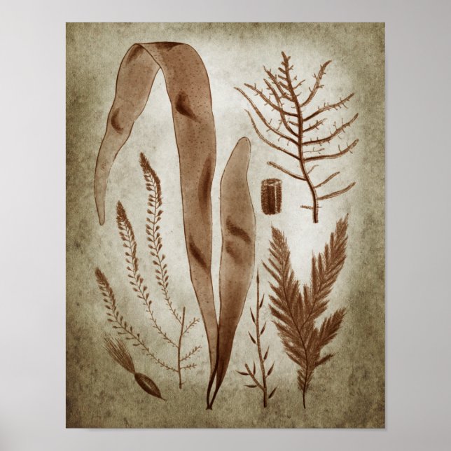 Sepia Seaweed Botanical Print no.2 Lake House Art Poster (Vorne)