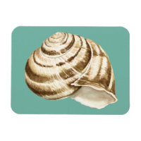 Sepia Stripte Muschel auf Aquamarin