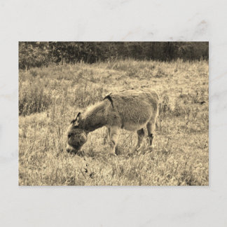 Sepia-Ton-Esel auf einem Gebiet Postkarte