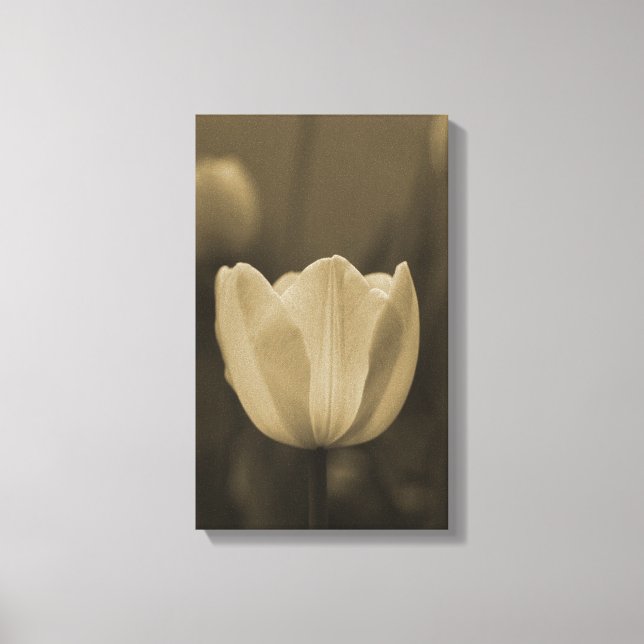 Sepia-Ton Single Tulpe Blume blühen nah auf Leinwanddruck (Vorderseite)
