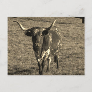 Sepia Tone Brown and White Longhorn Bull Postkarte