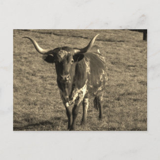 Sepia Tone Brown and White Longhorn Bull Postkarte
