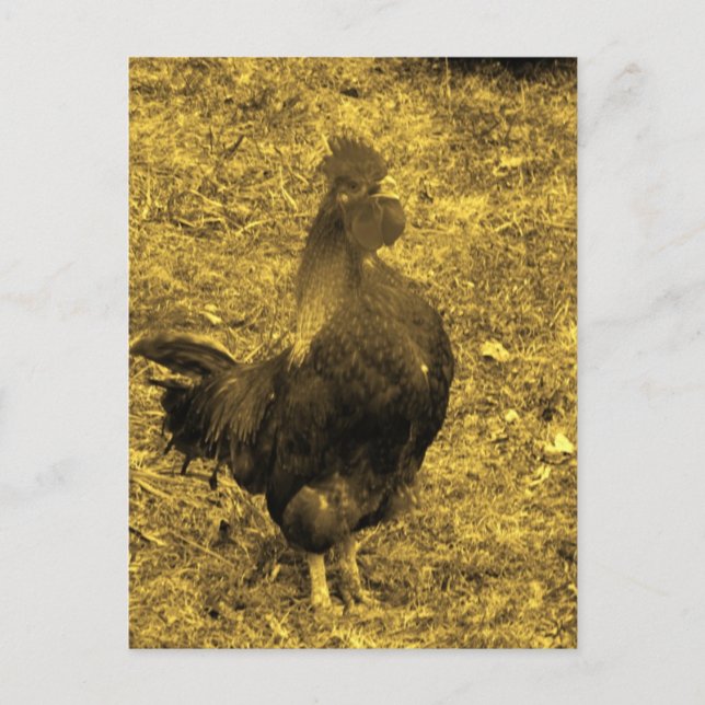 Sepia Tone Crowing Rooster Postkarte (Vorderseite)