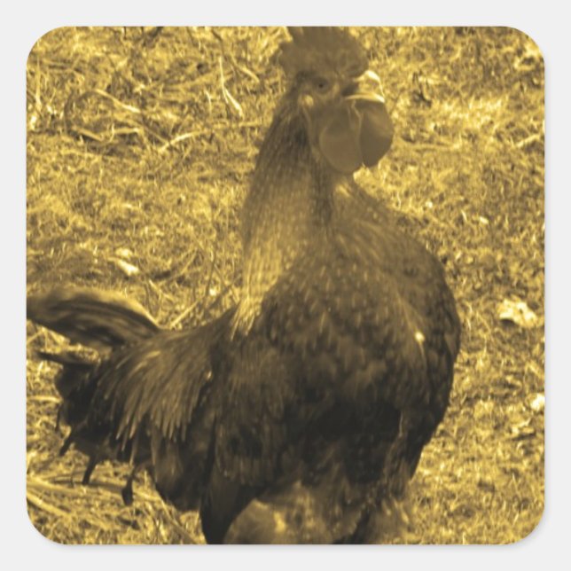 Sepia Tone Crowing Rooster Quadratischer Aufkleber (Vorderseite)