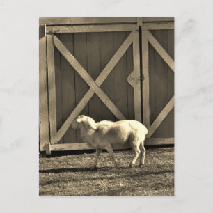 Sepia Tone Goat and Barn Doors Postkarte