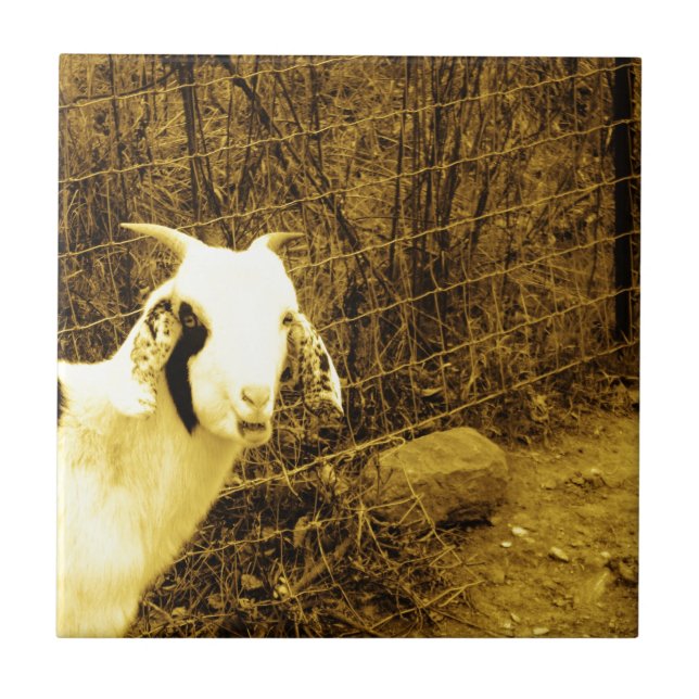 Sepia tone Goat Fliese (Vorderseite)