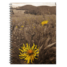 Sepia tone Yellow Wildblumen