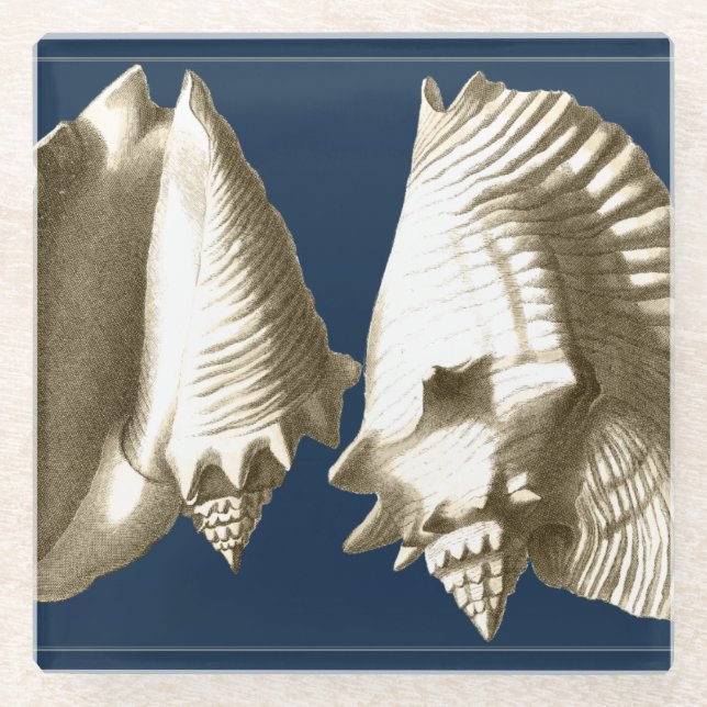 Sepia-TritonshornSeashells Glasuntersetzer (Vorderseite)