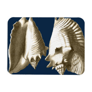 Sepia-TritonshornSeashells Magnet