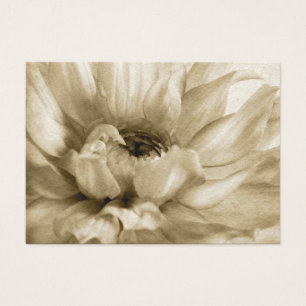 Sepia weiß u. Sahnedahlie-Hintergrund besonders