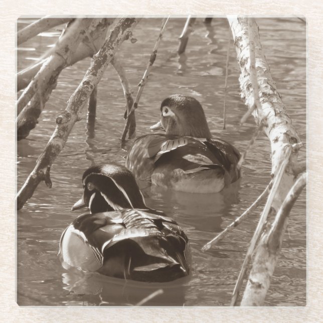 Sepia Wood Duck Pair Glasuntersetzer (Vorderseite)