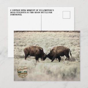Sepia-Yellowstone-Bison-Kampf Postkarte