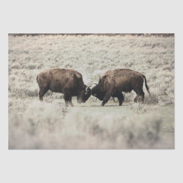 Sepia-Yellowstone-Bison-Kampf Seidenpapier (Vorderseite)