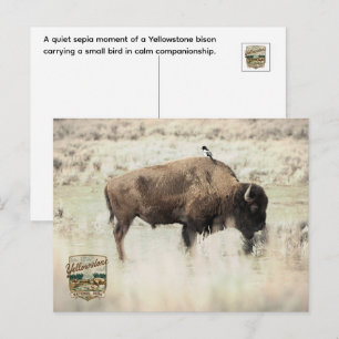 Sepia-Yellowstone-Bison mit Vogel Postkarte