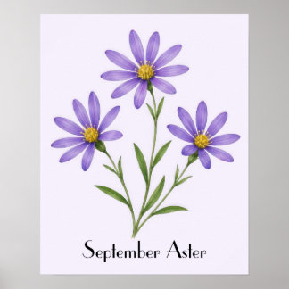 September-Aster-Blumen Poster