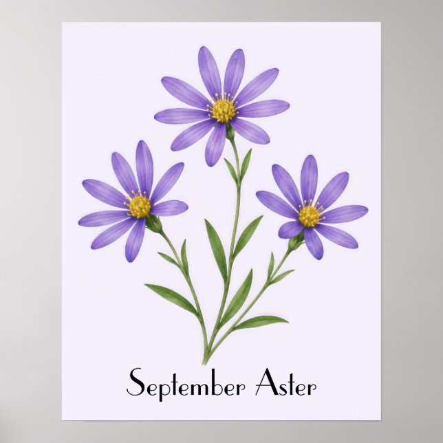 September-Aster-Blumen Poster (Vorne)