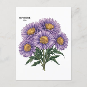 September-Aster-Geburtsmonats-Blumenkunst Postkarte