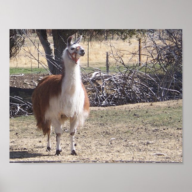 September Lama Nahaufnahme Poster (Vorne)