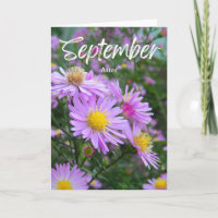 September Lila Yellow Aster Birth Monat Geburtstag