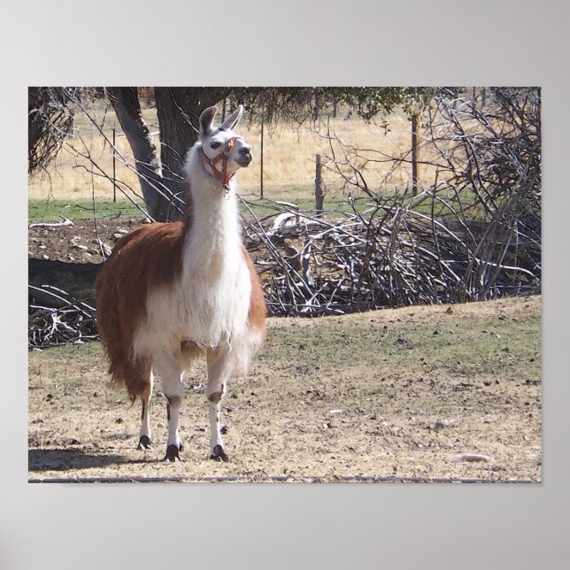 September Llama Closeup Poster (Vorne)