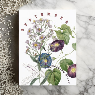 September Monat Blume Aster & Morning Glory   Postkarte
