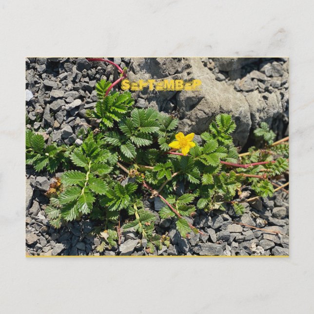 SEPTEMBER POSTCARD POSTKARTE (Vorderseite)