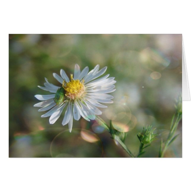 September Weed with Bokeh (Vorderseite (Horizontal))