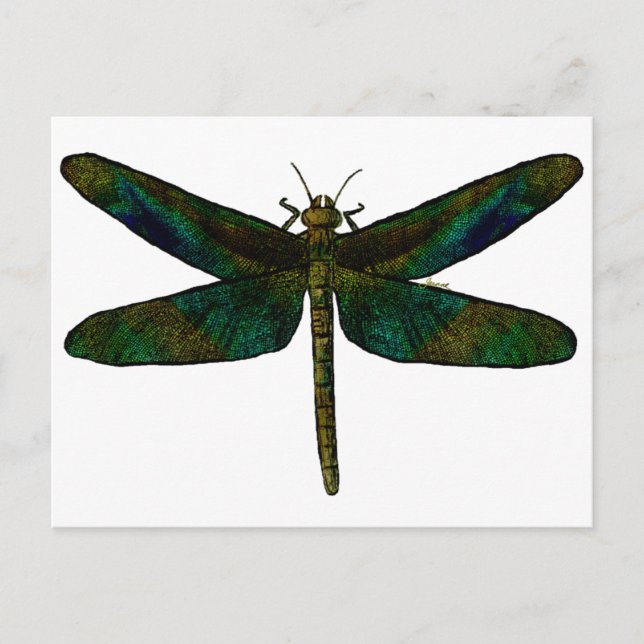 September Wing Postcard Postkarte (Vorderseite)