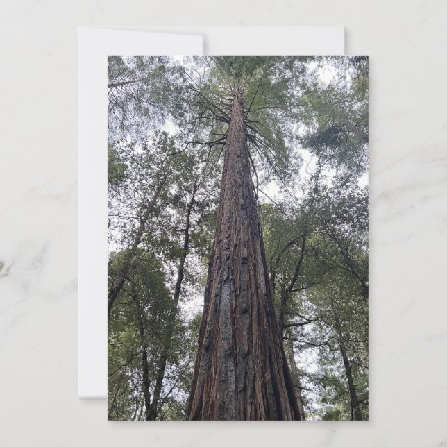 Sequoia Flat Holiday Card Feiertagskarte (Vorderseite)