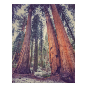 Sequoia Forest Poster