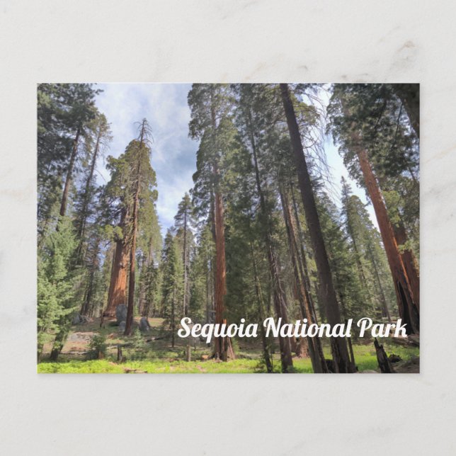 Sequoia Grove, Sequoia-Nationalpark Postkarte (Vorderseite)