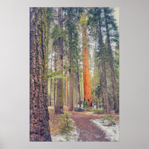 Sequoia im Wald Poster