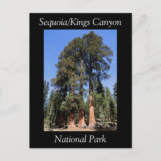 Sequoia Kings Canyon Nationalpark Postcard Postkarte (Vorderseite)