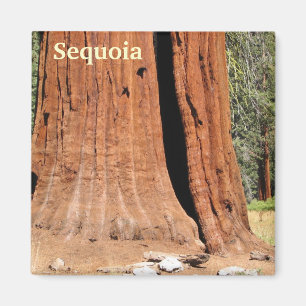 Sequoia Magnet! Magnet