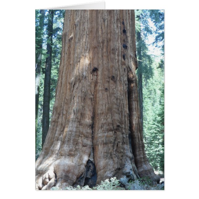 Sequoia-Nationalpark (Vorne)
