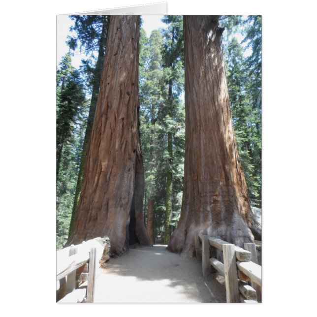 Sequoia-Nationalpark (Vorne)
