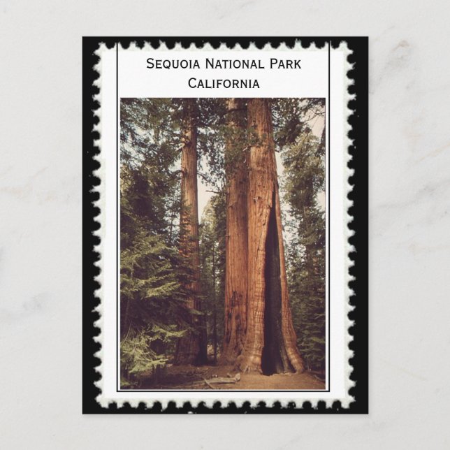 Sequoia Nationalpark California Postkarte (Vorderseite)