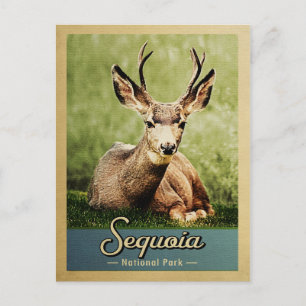 Sequoia Nationalpark Deer Vintage Postkarte
