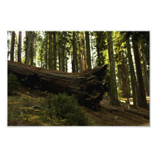 Sequoia-Nationalpark Fotodruck