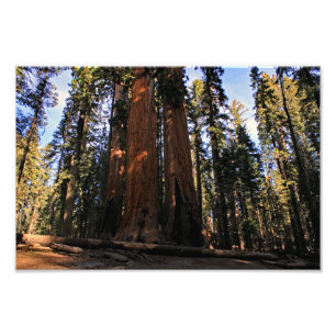 Sequoia-Nationalpark Fotodruck