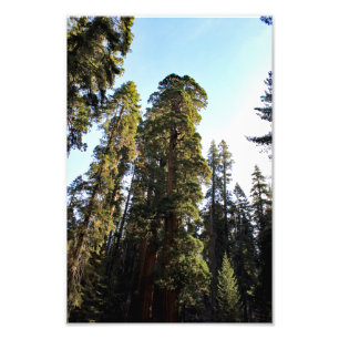 Sequoia-Nationalpark Fotodruck